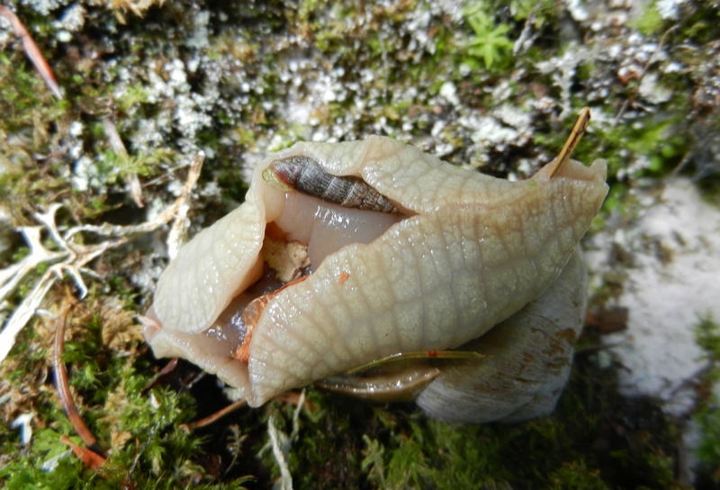 Helix pomatia